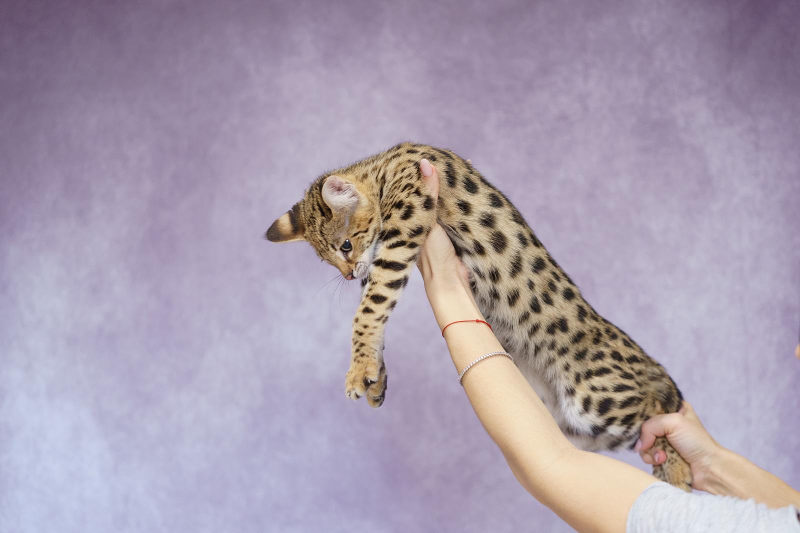 Why Buying a Savannah Kitten Is a Choice for Extraordinary People