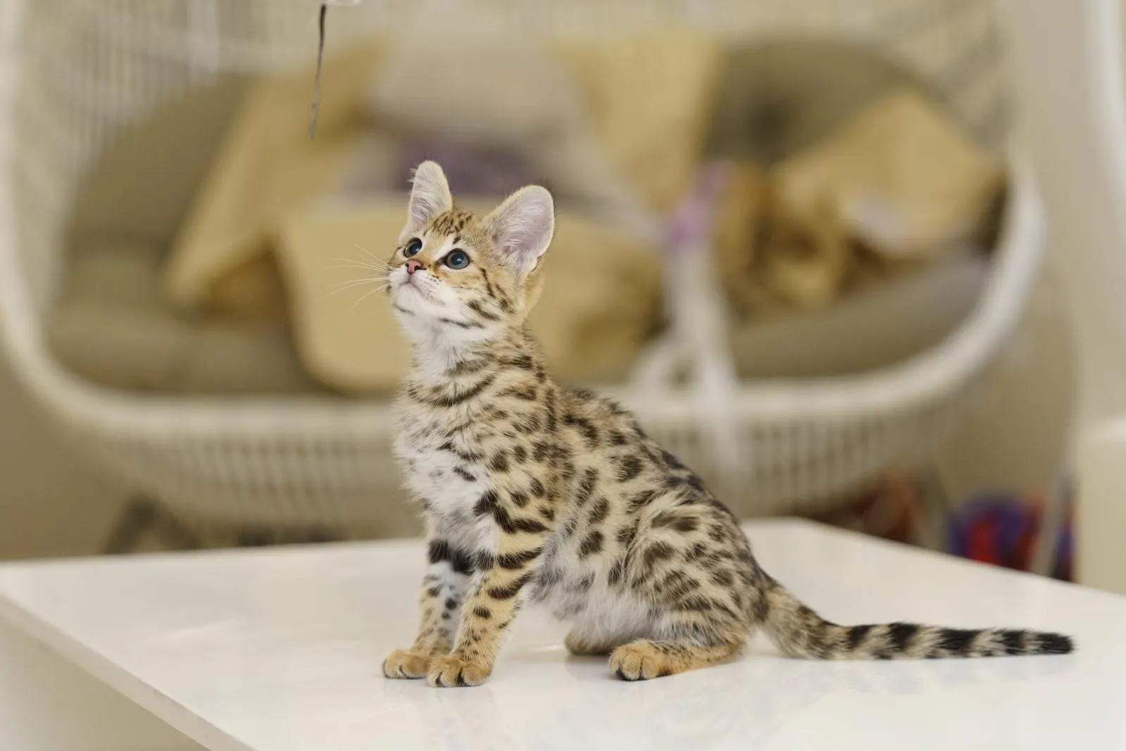 A Rare Treasure to Become Part of Your Family