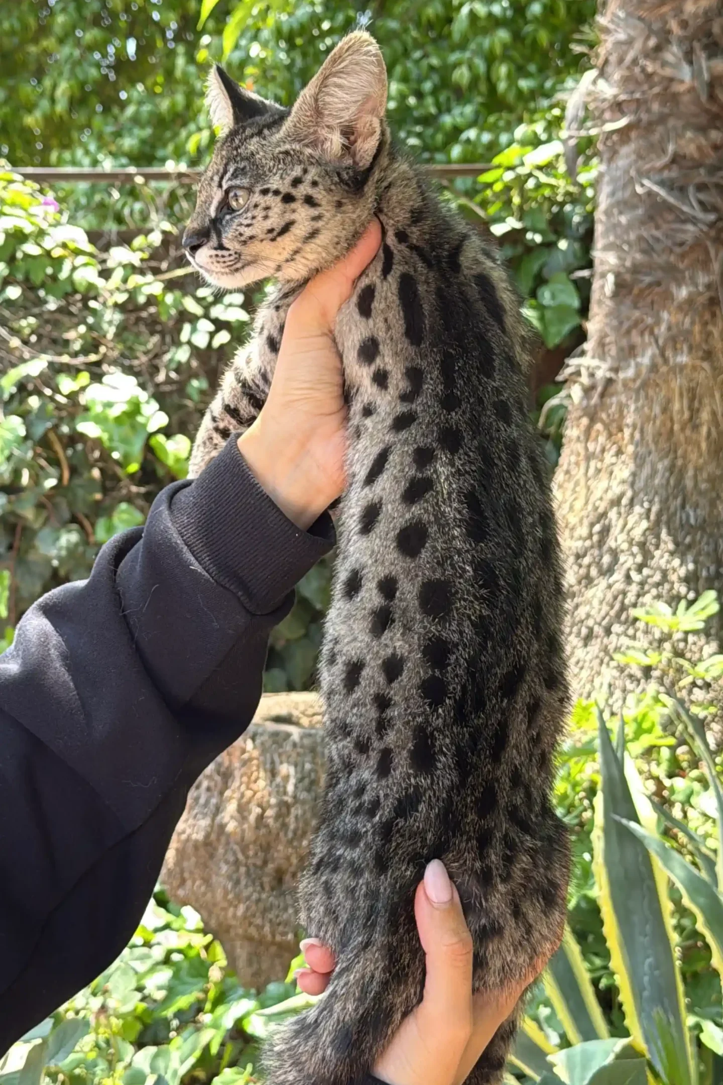 F1 PH “Moonshadow”